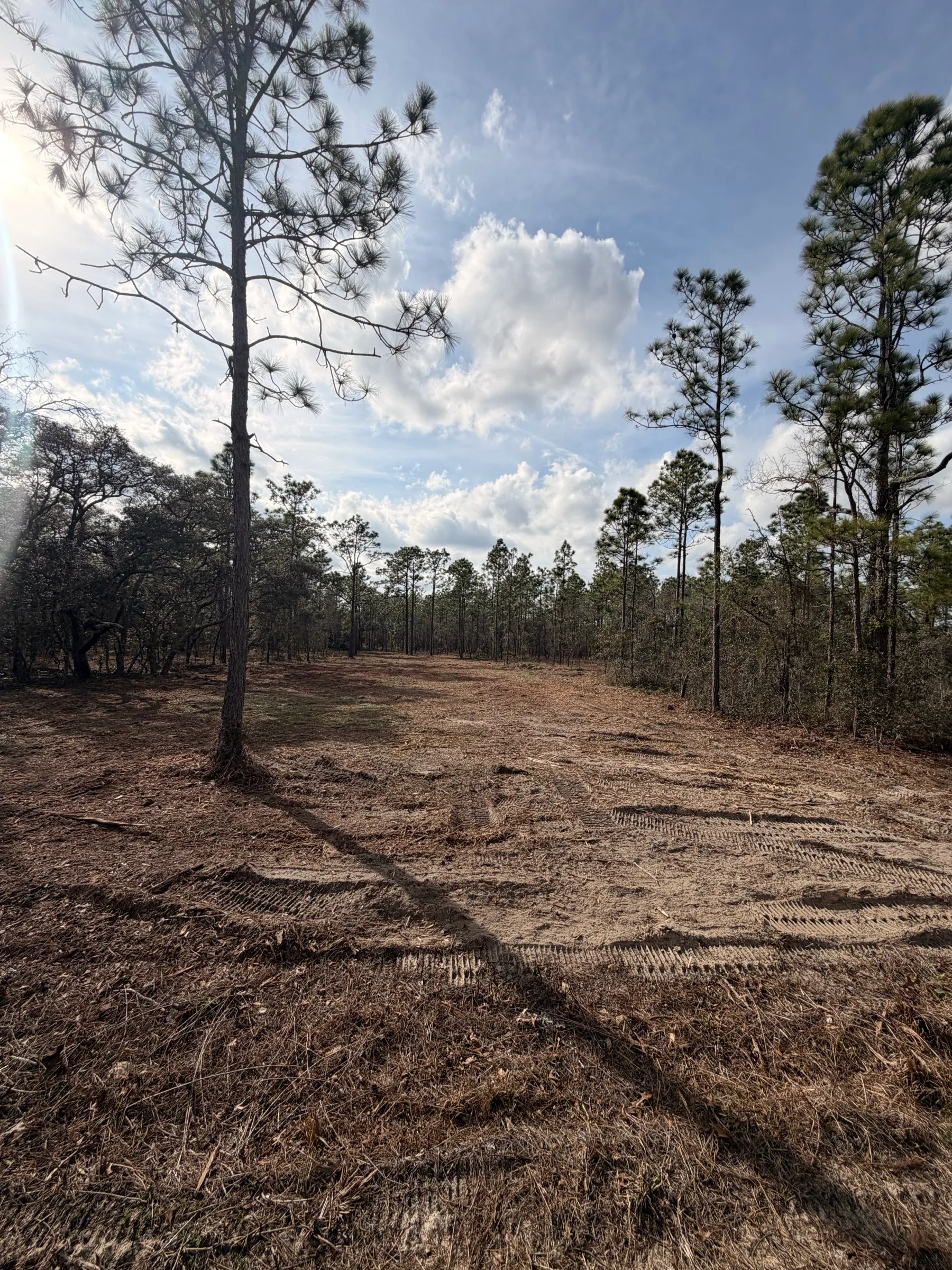 Freshly mulched pine lot by TreeShop — forestry mulching ground cover protecting topsoil in Florida