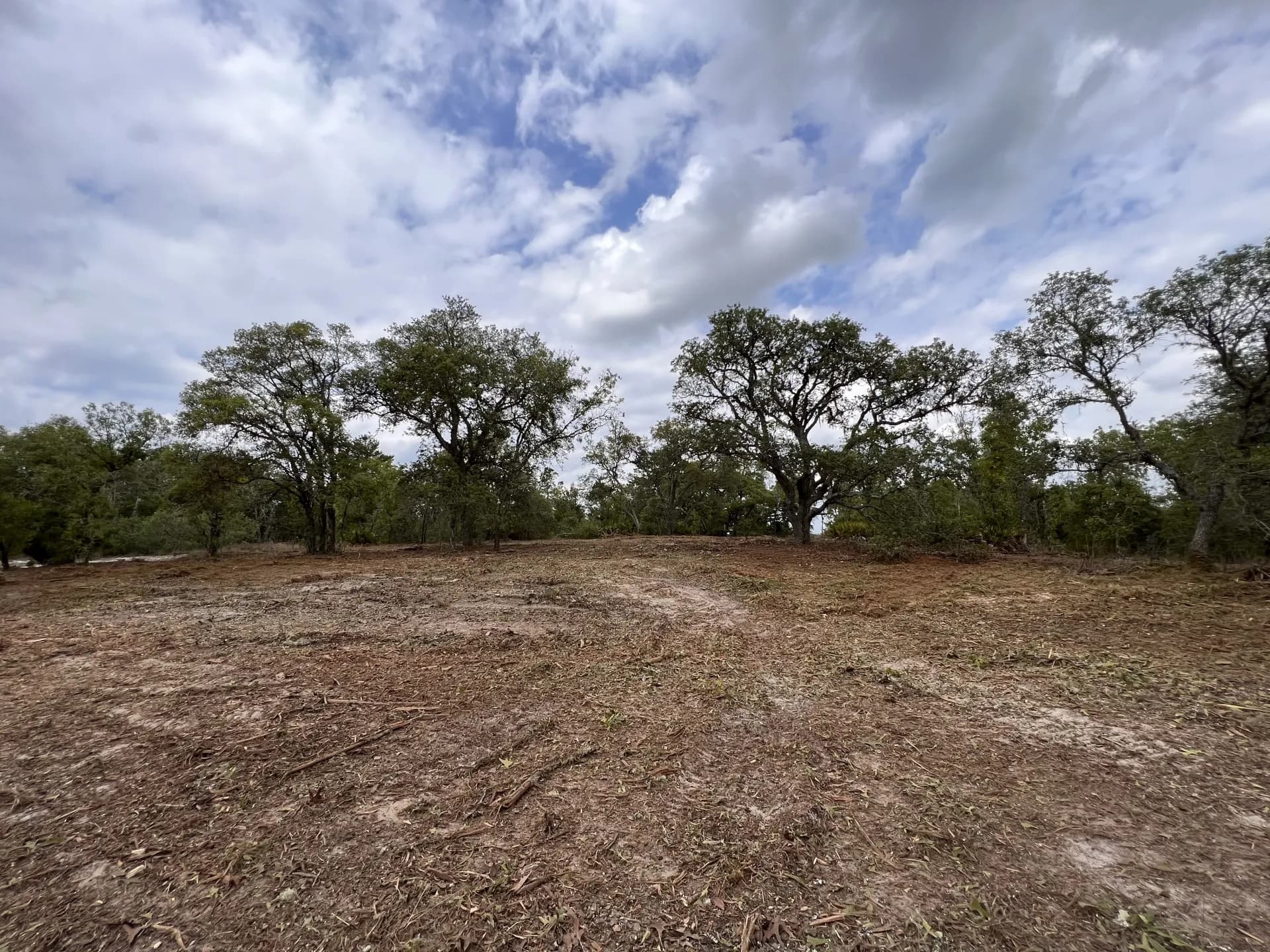Cleared land with mature oaks preserved