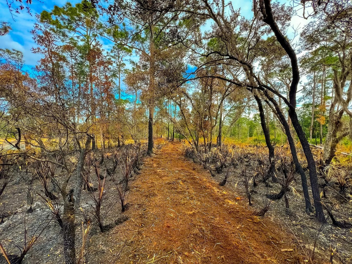 Firebreak and trail clearing