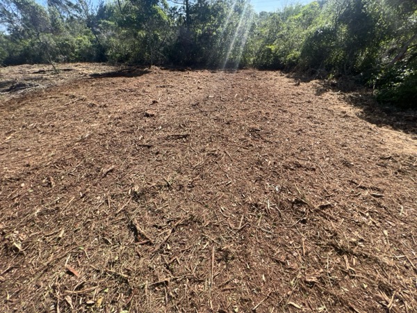 TreeShop land management project in Central Florida