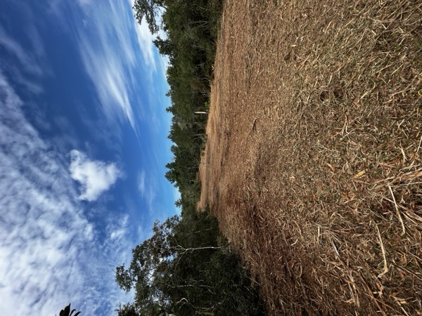 TreeShop land management project in Central Florida