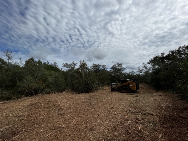TreeShop land management project in Central Florida