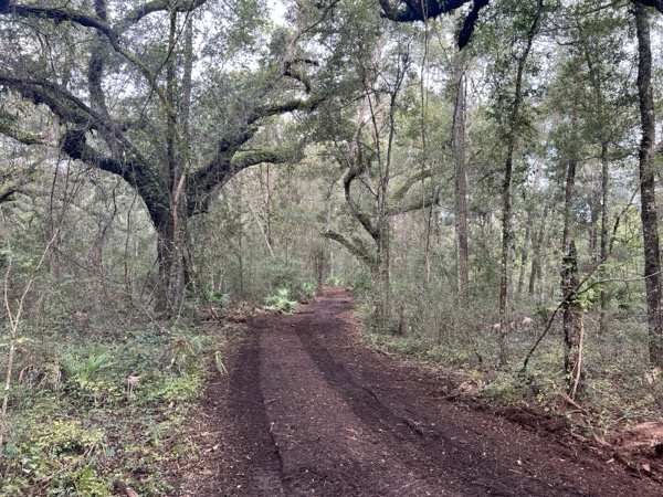 TreeShop land management project in Central Florida