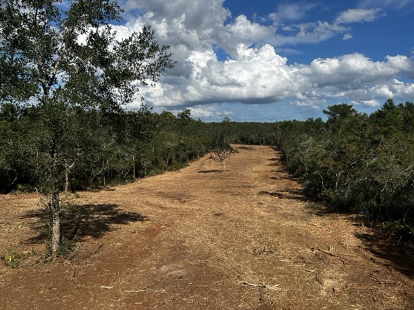 TreeShop land management project in Central Florida