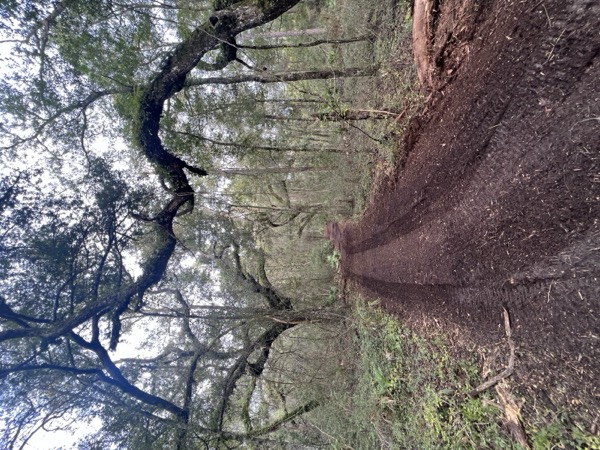 TreeShop land management project in Central Florida