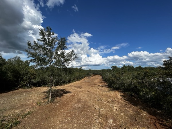 TreeShop land management project in Central Florida