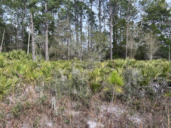 TreeShop land management project in Central Florida