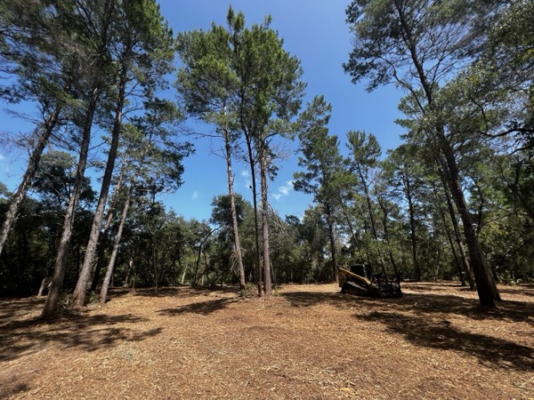 TreeShop land management project in Central Florida