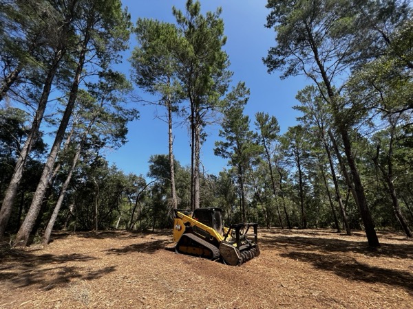 TreeShop land management project in Central Florida