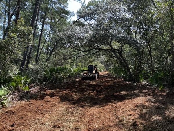 TreeShop land management project in Central Florida