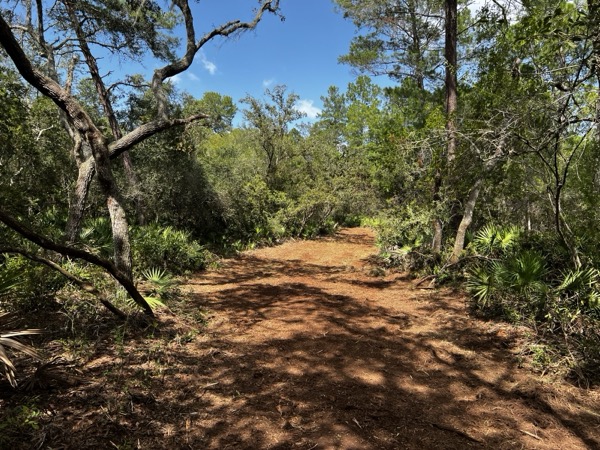 TreeShop land management project in Central Florida