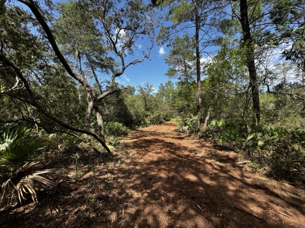 TreeShop land management project in Central Florida
