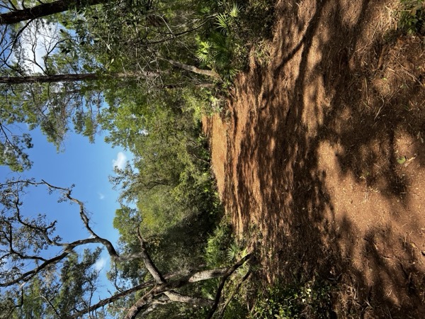 TreeShop land management project in Central Florida