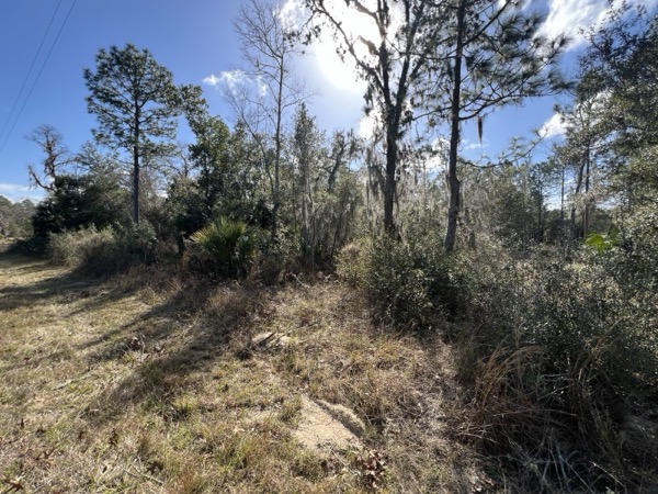 TreeShop land management project in Central Florida