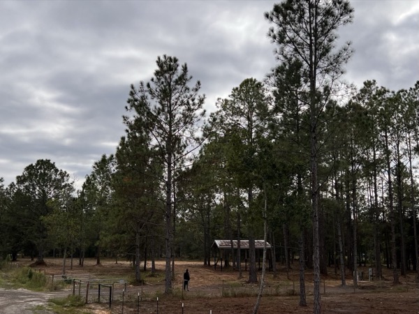 TreeShop land management project in Central Florida