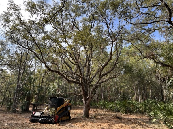 TreeShop land management project in Central Florida