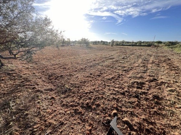 TreeShop land management project in Central Florida