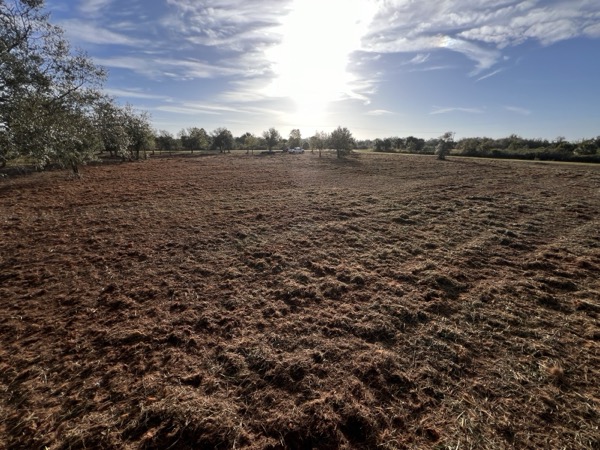 TreeShop land management project in Central Florida