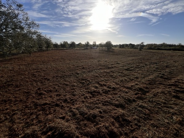 TreeShop land management project in Central Florida