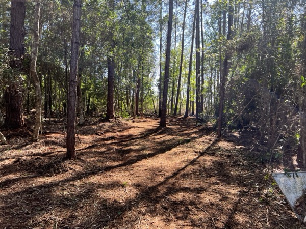 TreeShop land management project in Central Florida