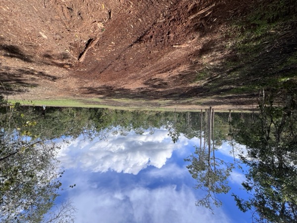 TreeShop land management project in Central Florida