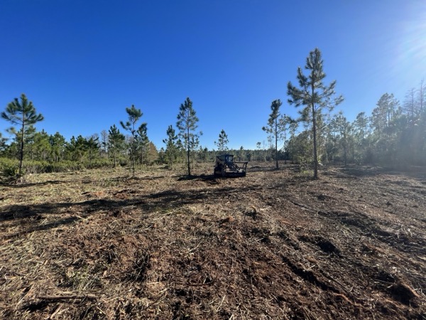 TreeShop land management project in Central Florida