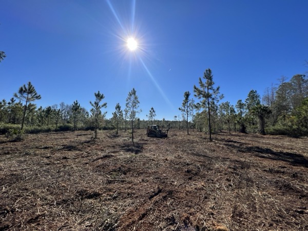 TreeShop land management project in Central Florida