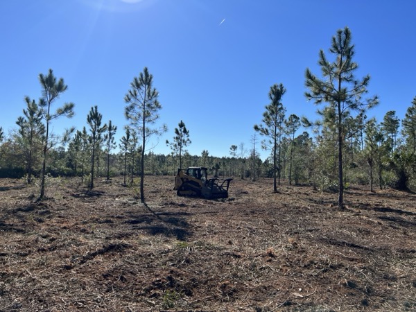 TreeShop land management project in Central Florida