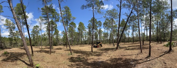 TreeShop land management project in Central Florida
