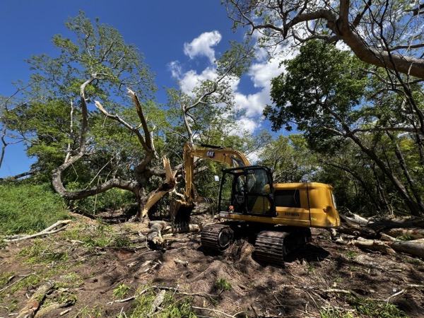 TreeShop land management project in Central Florida