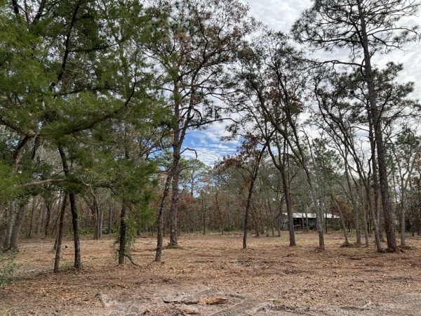 TreeShop land management project in Central Florida
