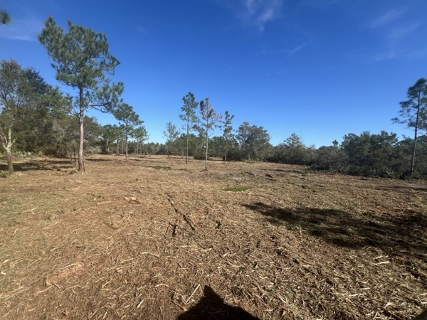 TreeShop land management project in Central Florida