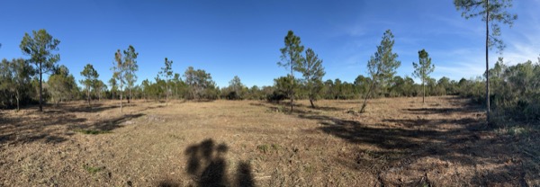 TreeShop land management project in Central Florida