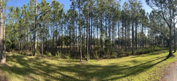 TreeShop land management project in Central Florida