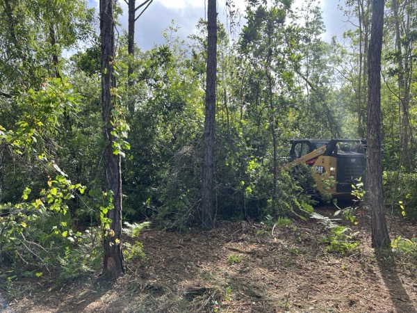 TreeShop land management project in Central Florida