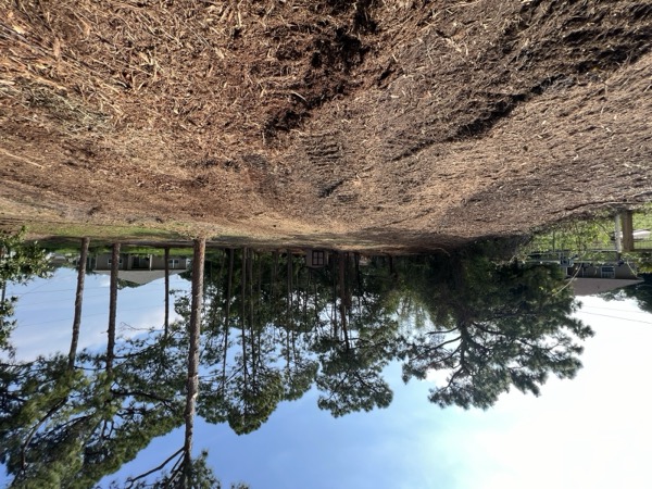 TreeShop land management project in Central Florida