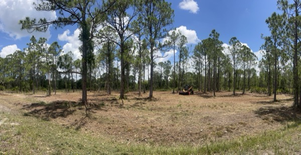 TreeShop land management project in Central Florida