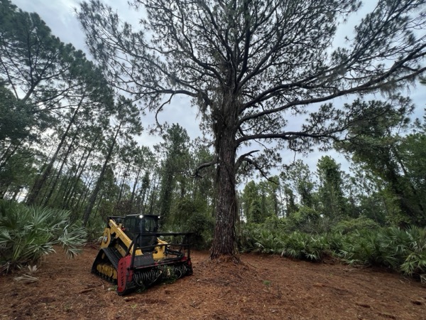 TreeShop land management project in Central Florida