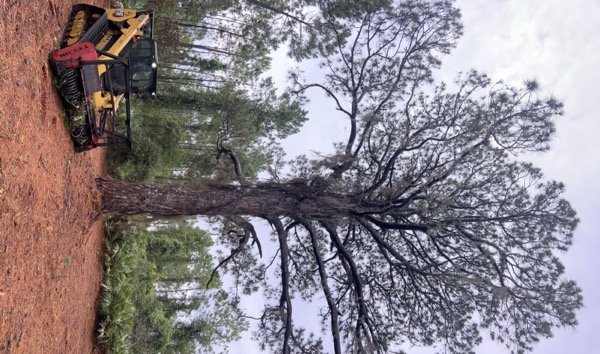 TreeShop land management project in Central Florida