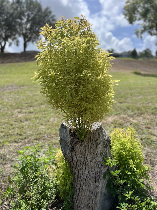 TreeShop land management project in Central Florida