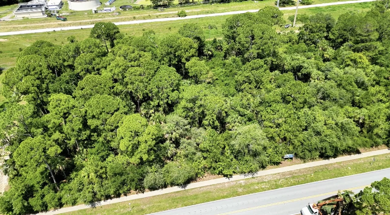 Dense vegetation before forestry mulching in Cocoa Beach Florida