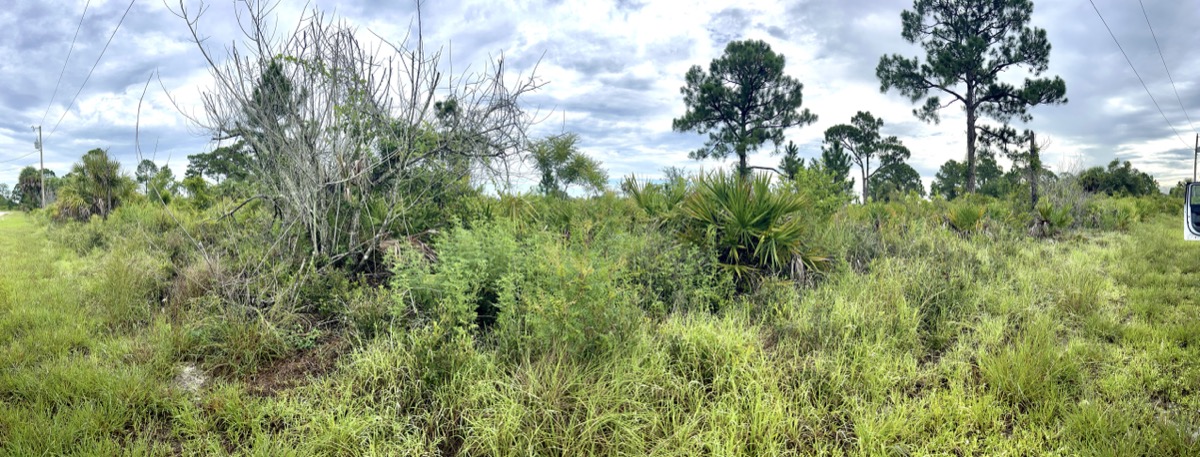 Forestry mulching project Oak Hill Florida