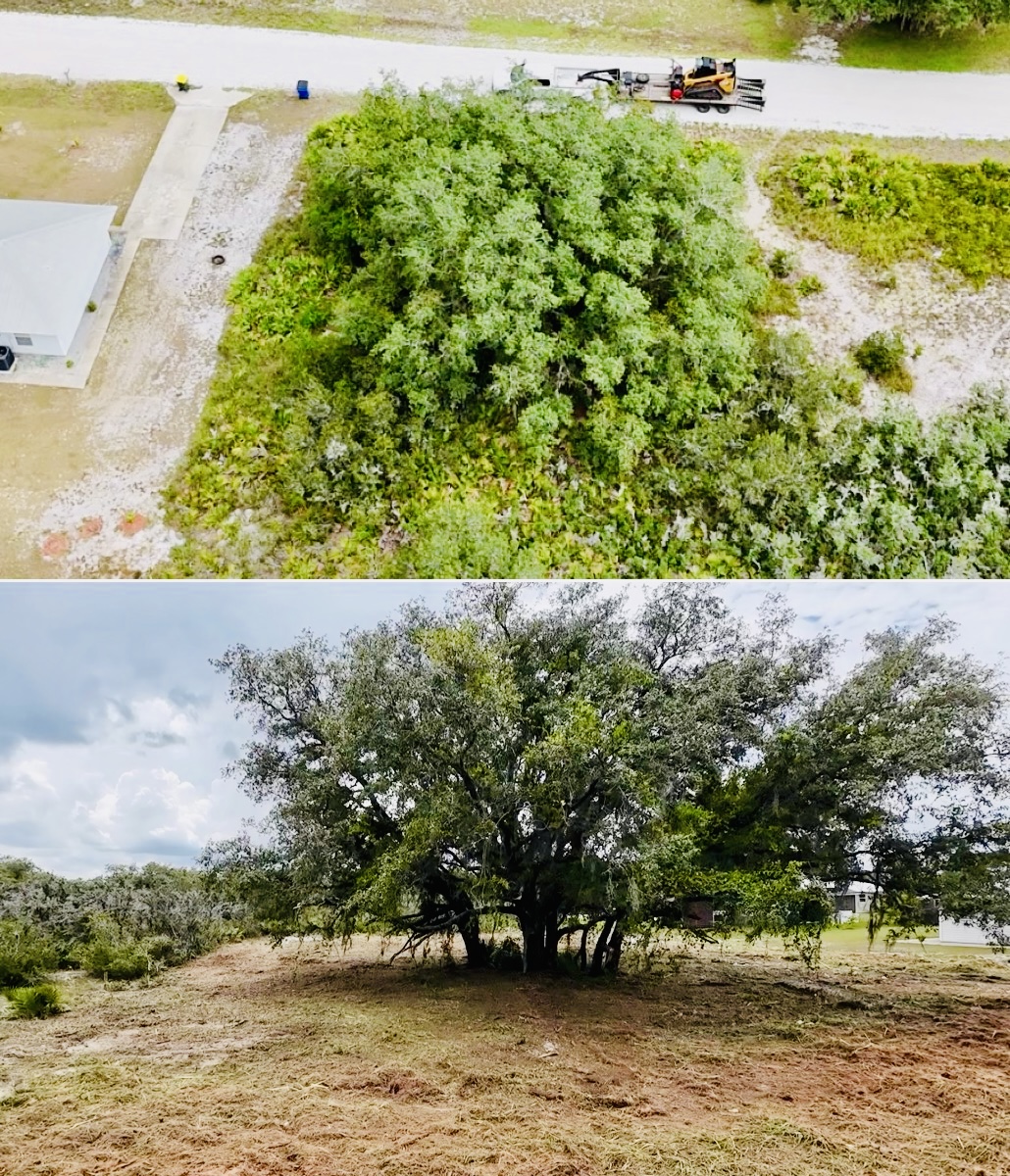 Dense overgrown vegetation before forestry mulching in Central Florida